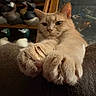 Pumpkin joined the competition — help win amazing prizes! cat, paw, stretching, beige, feline, indoor, decor, figurine, bird_statue, closeup, cute, animal, pet, soft, fur, mammal, resting, cozy, home, background