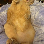 Pumpkin joined the competition — help win amazing prizes! cat, orange_cat, fluffy, lying_down, relaxed, paws, blanket, soft_texture, indoor, pet, sleepy, cute, feline, cozy, fur, animal, resting, comfort, whiskers, tail