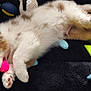 Aïko participe au concours pour gagner de l'argent avec cette photo : puppy, dog, toy, blanket, play, chewing, cute, pet, fur, paw, lying_down, indoor, colorful, red, green, pink, blue, soft, happy, animal