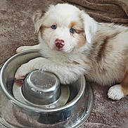 Aïko participe au concours pour gagner de l'argent avec cette photo : puppy, dog, blue_eyes, white_fur, brown_fur, metal_bowl, blanket, pet, animal, cute, fur, paw, resting, indoor, close_up, adorable, young_dog, canine, looking_at_camera, cozy