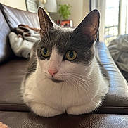 Matilda is registered to the contest to win money with this photo: cat, gray_and_white, yellow_eyes, lounging, couch, leather, indoor, cozy, relaxed, pet, feline, whiskers, soft_light, home, blanket, window, vertical_blinds, curious, close_up, domestic_cat