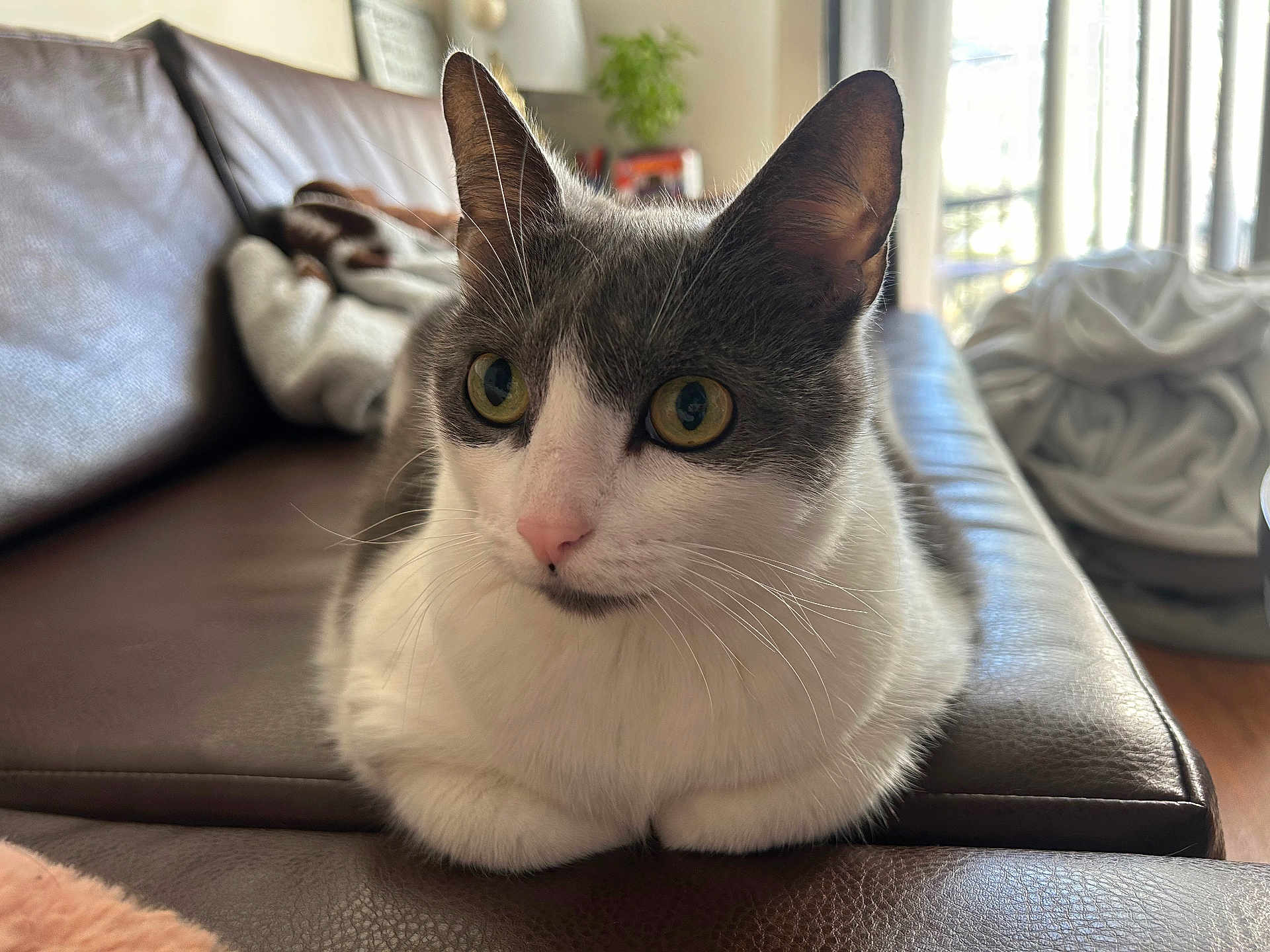 Matilda is registered to the contest to win money with this photo: cat, gray_and_white, yellow_eyes, lounging, couch, leather, indoor, cozy, relaxed, pet, feline, whiskers, soft_light, home, blanket, window, vertical_blinds, curious, close_up, domestic_cat