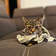 Abby participe au concours pour gagner de l'argent avec cette photo : animal, cat, cloth, couch, cozy, cute, domestic, ears, fur, furniture, indoor, kitten, mammal, pet, portrait, resting, soft, tabby, whiskers, young