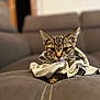animal, cat, cloth, couch, cozy, cute, domestic, ears, fur, furniture, indoor, kitten, mammal, pet, portrait, resting, soft, tabby, whiskers, young
