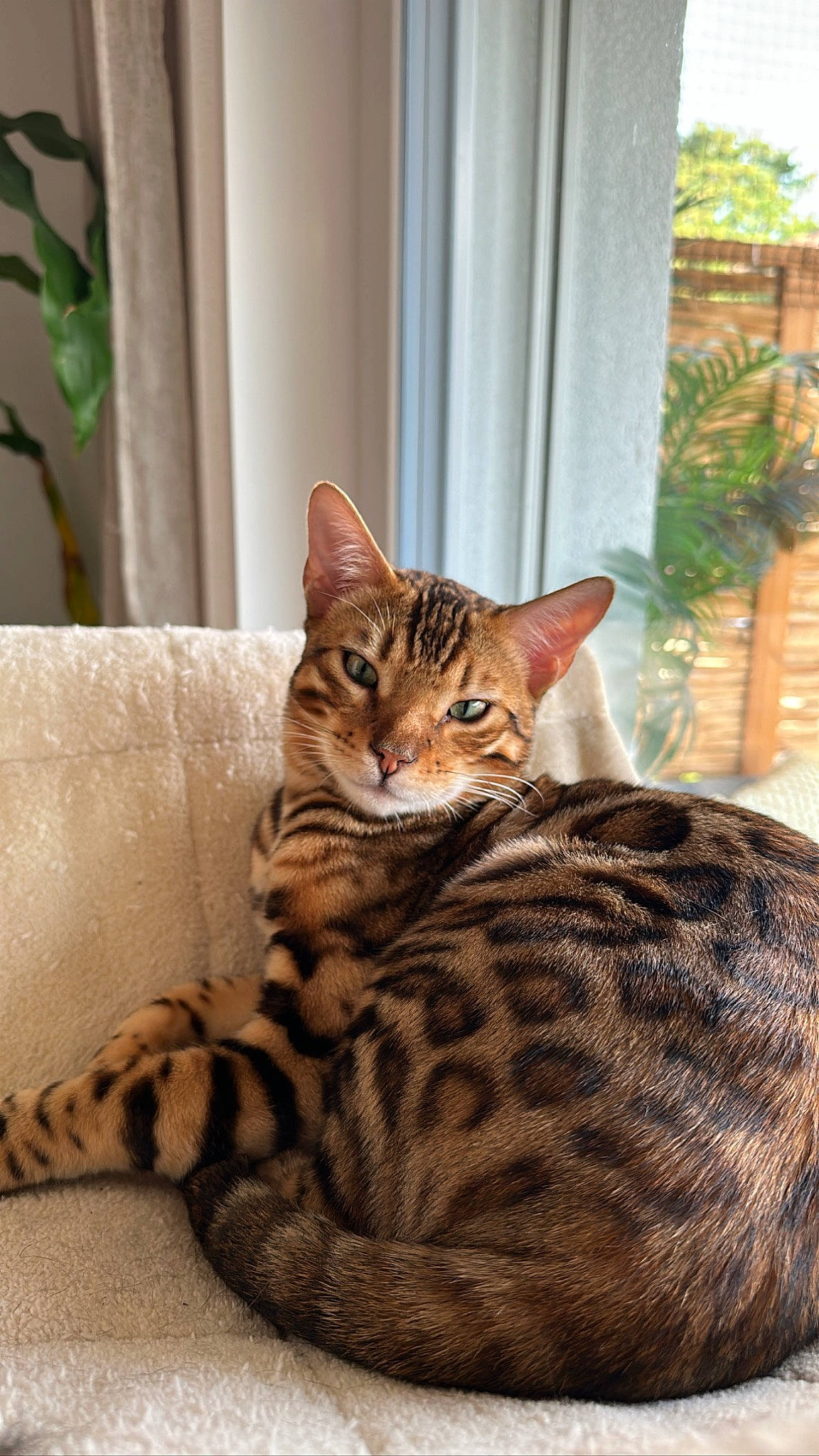 Izzy a rejoint le concours — aidez-le/la à gagner de superbes lots ! carnivore, cat, comfort, door, fawn, felidae, fur, grass, houseplant, natural_material, plant, sitting, small_to_medium_sized_cats, snout, tail, terrestrial_animal, tree, whiskers, wildlife