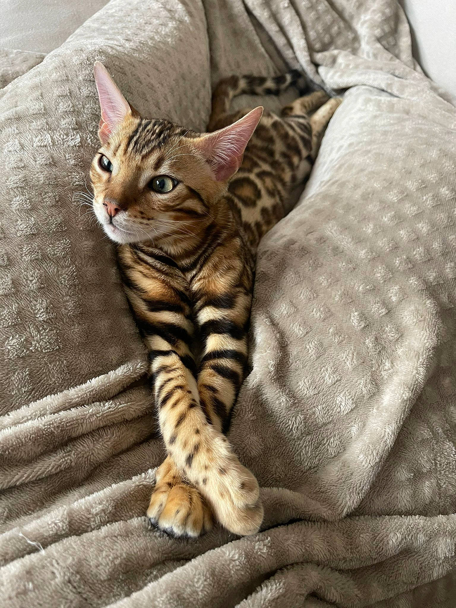 Izzy a rejoint le concours — aidez-le/la à gagner de superbes lots ! carnivore, cat, claw, comfort, domestic_short_haired_cat, fawn, felidae, foot, fur, paw, sitting, small_to_medium_sized_cats, snout, tail, terrestrial_animal, whiskers, wildlife