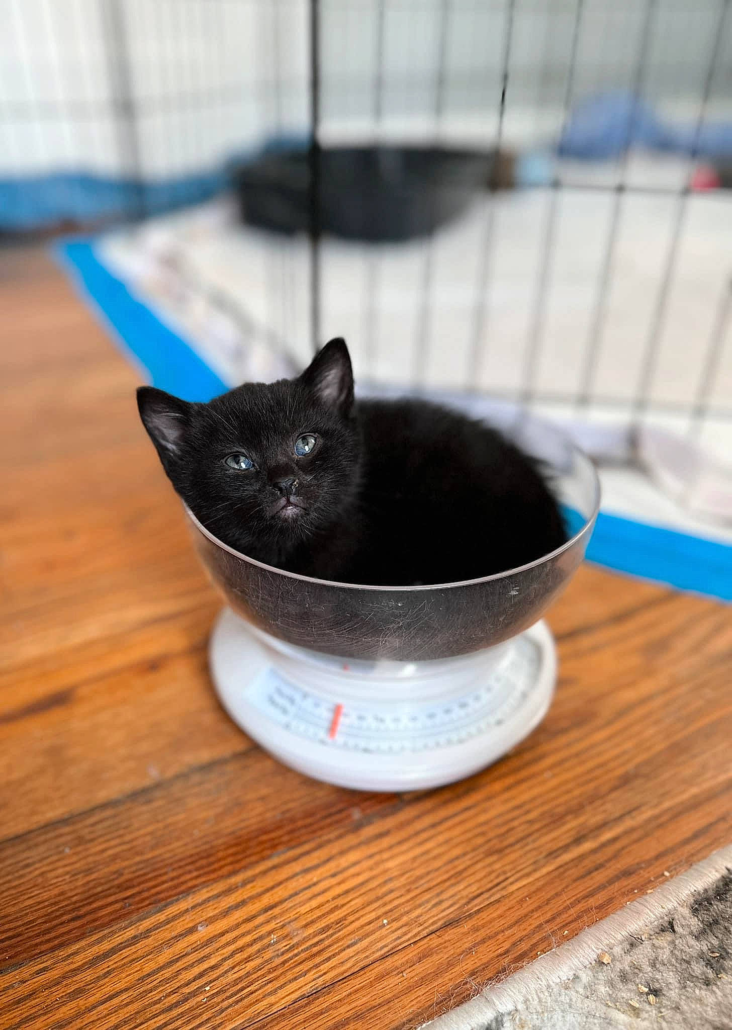 Smudge is registered to the contest to win money with this photo: animal_feed, black_cat, bombay, bowl, carnivore, cat, cat_food, cat_supply, domestic_short_haired_cat, felidae, flooring, hardwood, ingredient, mixing_bowl, pet_supply, small_animal_food, small_to_medium_sized_cats, table, whiskers, wood