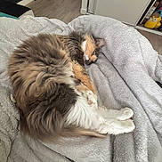 Tagada participe au concours pour gagner de l'argent avec cette photo : bed, bedroom, blanket, calico, cat, cozy, fluffy, home, indoor, long_hair, nap, pet, pink_nose, relaxed, resting, sleeping, soft_texture, stretched_out, toy, white_paws