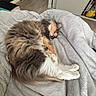 bed, bedroom, blanket, calico, cat, cozy, fluffy, home, indoor, long_hair, nap, pet, pink_nose, relaxed, resting, sleeping, soft_texture, stretched_out, toy, white_paws