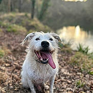 Snoopy a rejoint le concours — aidez-le/la à gagner de superbes lots ! dog, white_dog, tongue_out, muddy, happy, pet, animal, forest, leaves, outdoor, nature, pond, water, trees, sunset, golden_hour, canine, sitting, fur, smiling
