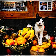 Totoro a rejoint le concours — aidez-le/la à gagner de superbes lots ! kitten, cat, fruit, bananas, oranges, apples, kiwi, pineapple, kitchen, wooden_cabinet, bowl, countertop, indoor, curious, black_and_white, pet, still_life, photography, decor, fruit_bowl