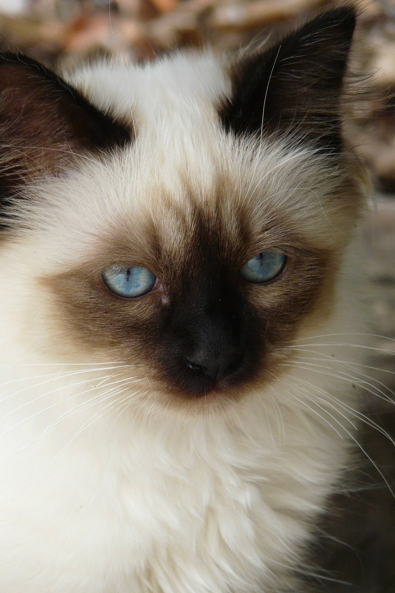 Cara a rejoint le concours — aidez-le/la à gagner de superbes lots ! balinese, birman, carnivore, cat, close_up, eyelash, fawn, felidae, fur, iris, ragdoll, siamese, small_to_medium_sized_cats, snout, terrestrial_animal, thai, tonkinese, whiskers, wildlife