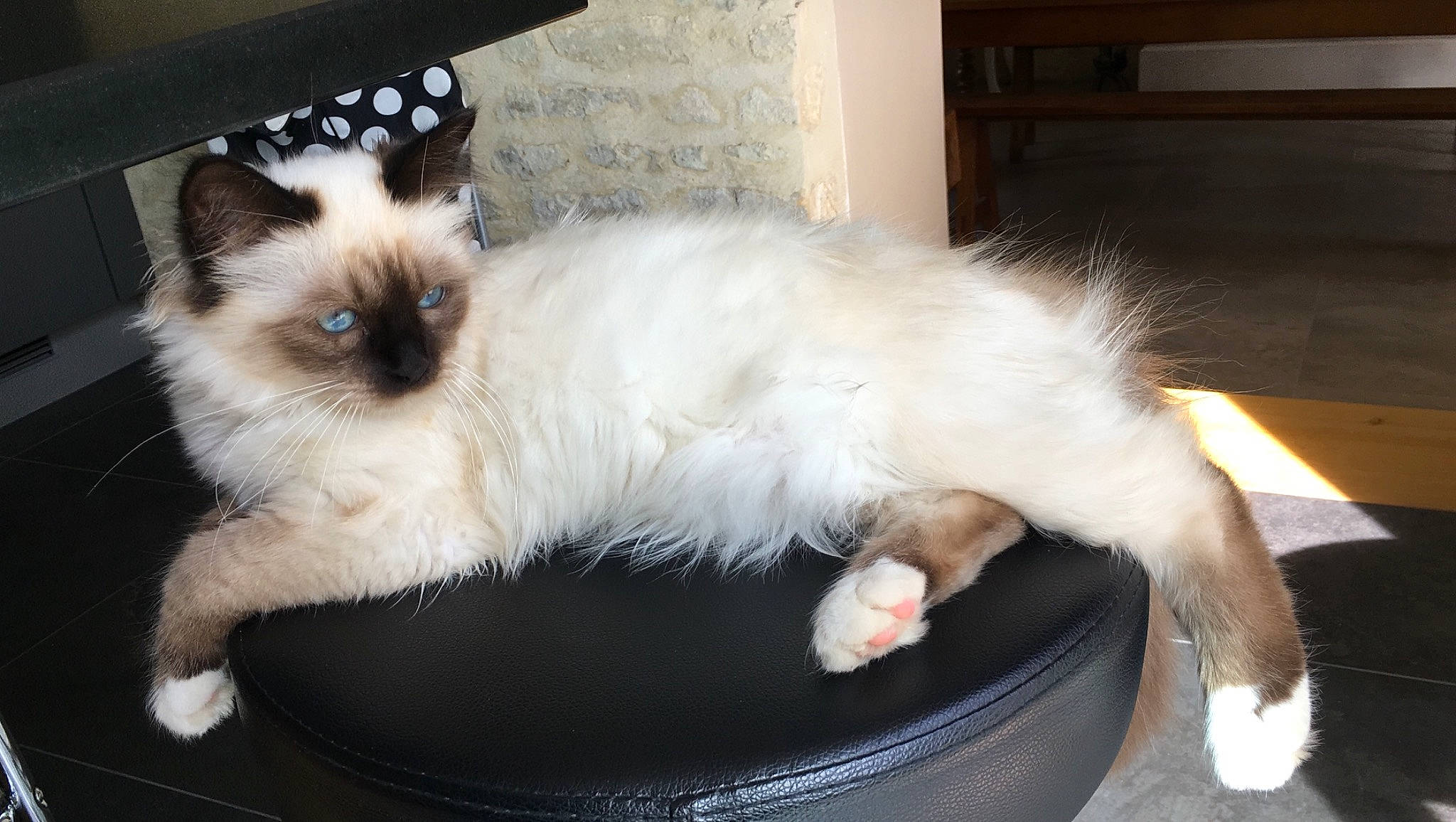 Cara participe au concours pour gagner de l'argent avec cette photo : balinese, birman, carnivore, cat, cat_supply, claw, comfort, companion_dog, fawn, felidae, foot, fur, paw, siamese, small_to_medium_sized_cats, snout, tail, thai, tonkinese, whiskers