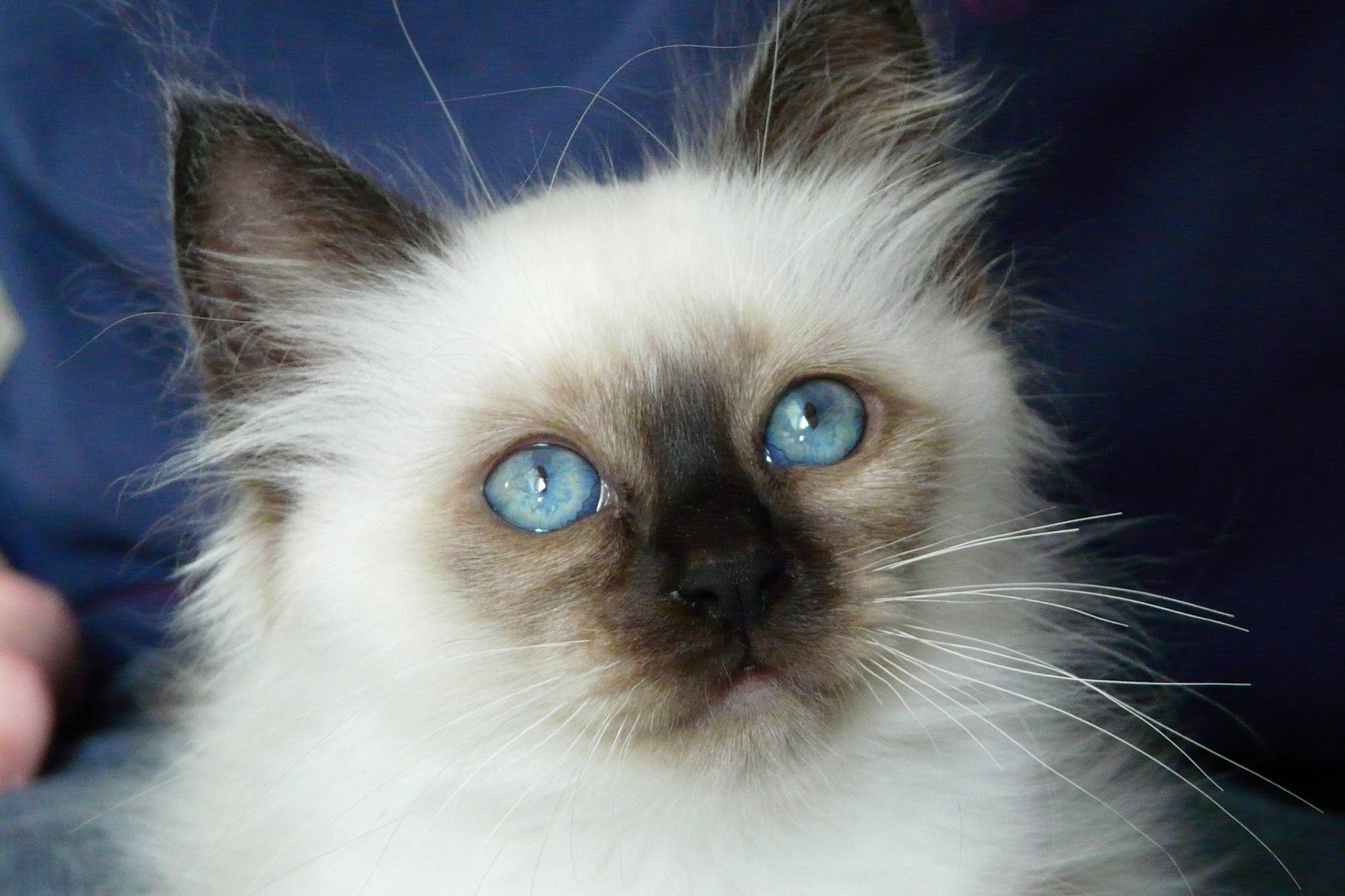 Cara a rejoint le concours — aidez-le/la à gagner de superbes lots ! balinese, birman, carnivore, cat, electric_blue, eyelash, fawn, felidae, fur, ragdoll, siamese, small_to_medium_sized_cats, snout, symmetry, terrestrial_animal, thai, tonkinese, whiskers