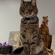 Ryder is registered to the contest to win money with this photo: cat, tabby, collar, indoor, wooden_surface, stuffed_animal, dragon_toy, painting, dog_painting, figurines, decor, pet, animal, feline, curious, sitting, domestic_cat, brown, gray, striped