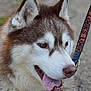 dog, husky, animal, pet, close_up, fur, tongue, ears, leash, outdoor, happy, canine, mammal, portrait, friendly, walking, nature, cute, face, nose