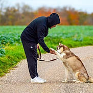 Pepito a rejoint le concours — aidez-le/la à gagner de superbes lots ! person, dog, husky, leash, hoodie, sneakers, path, outdoor, nature, grass, trees, autumn, greenery, animal, pet, interaction, friendship, paw, casual, bond