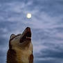 dog, husky, howling, moon, night, cloudy_sky, animal, pet, fur, outdoor, nature, canine, sky, collar, muzzle, snout, profile, wildlife, majestic, evening