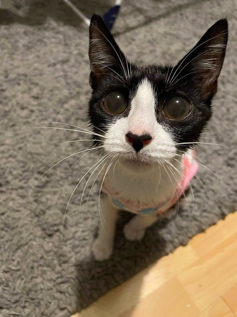 Nala joined the competition — help win amazing prizes! carnivore, cat, domestic_short_haired_cat, eye, felidae, fur, hardwood, head, iris, paw, photo_caption, small_to_medium_sized_cats, snout, tail, terrestrial_animal, whiskers, wood