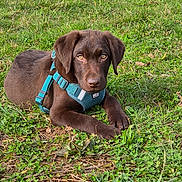 Arrow participe au concours pour gagner de l'argent avec cette photo : dog, puppy, labrador, chocolate, grass, greenery, outdoor, pet, animal, canine, young, harness, looking, lying_down, nature, cute, fur, ears, eyes, daylight