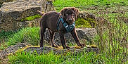 Arrow a rejoint le concours — aidez-le/la à gagner de superbes lots ! puppy, dog, chocolate_lab, harness, grass, rocks, moss, outdoor, nature, hedge, brown_dog, canine, young_dog, alert, standing, greenery, field, daylight, animal, pet