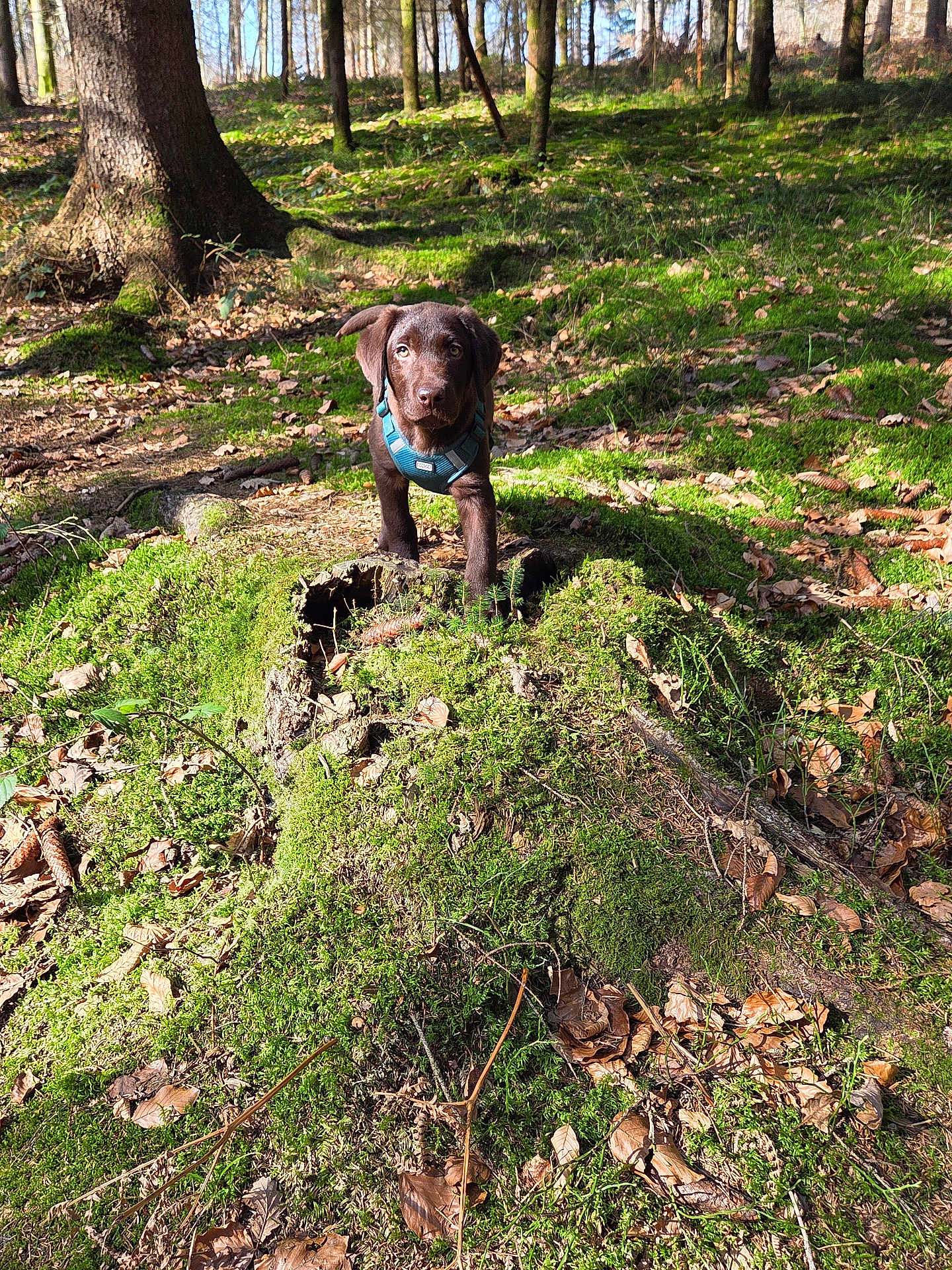 Arrow participe au concours pour gagner de l'argent avec cette photo : dog, puppy, chocolate_labrador, forest, tree_stump, moss, sunlight, greenery, leaves, nature, outdoor, animal, young_dog, curious, brown, canine, woodland, daylight, fur, playful
