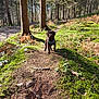 Arrow a rejoint le concours — aidez-le/la à gagner de superbes lots ! puppy, dog, chocolate_labrador, forest, trees, moss, path, outdoor, nature, sunlight, greenery, canine, young_dog, animal, woodland, leaves, plants, earth, daylight, exploration