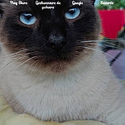 Diabolique a rejoint le concours — aidez-le/la à gagner de superbes lots ! balinese, carnivore, cat, collar, event, eye, felidae, font, fur, iris, logo, pet_supply, photo_caption, siamese, small_to_medium_sized_cats, snout, terrestrial_animal, thai, whiskers, window