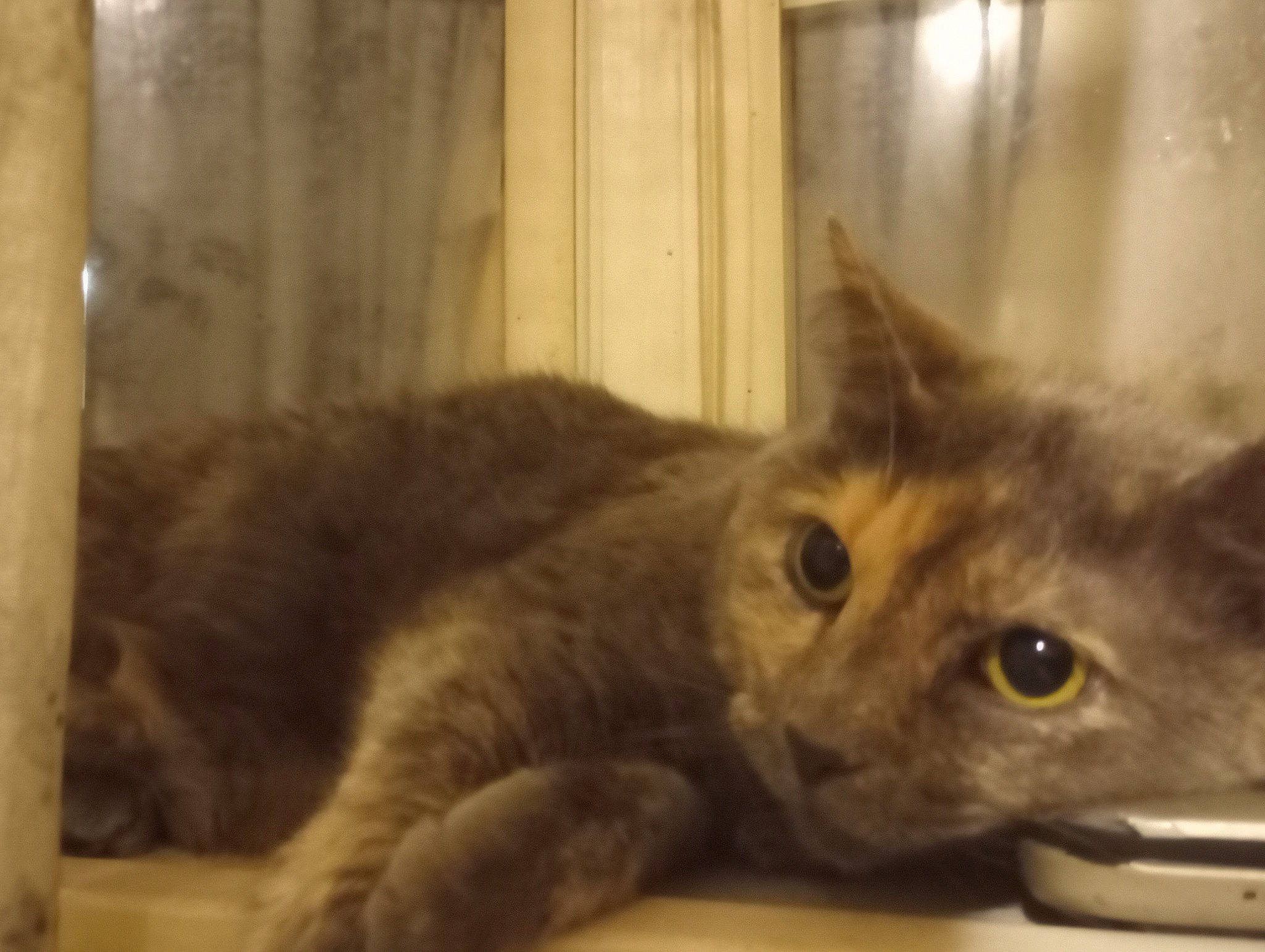 Kitty is registered to the contest to win money with this photo: carnivore, cat, comfort, curtain, domestic_short_haired_cat, fawn, felidae, fur, small_to_medium_sized_cats, snout, terrestrial_animal, whiskers, window, wood