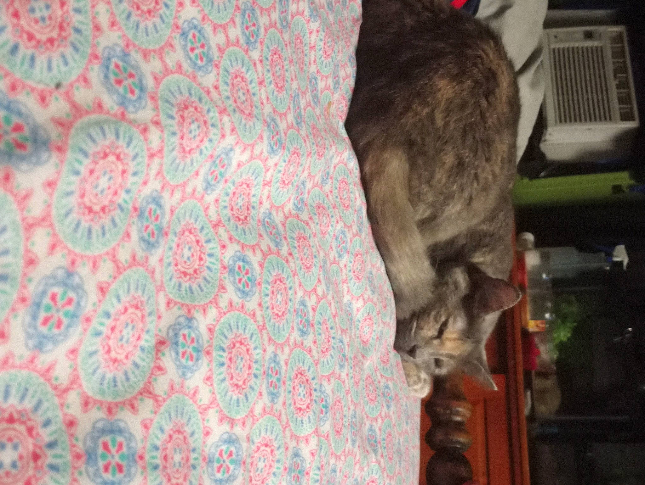 Kitty joined the competition — help win amazing prizes! art, carpet, cat, comfort, couch, domestic_short_haired_cat, fawn, felidae, fur, linens, motif, pattern, peach, room, small_to_medium_sized_cats, tail, tree, visual_arts, whiskers, wood