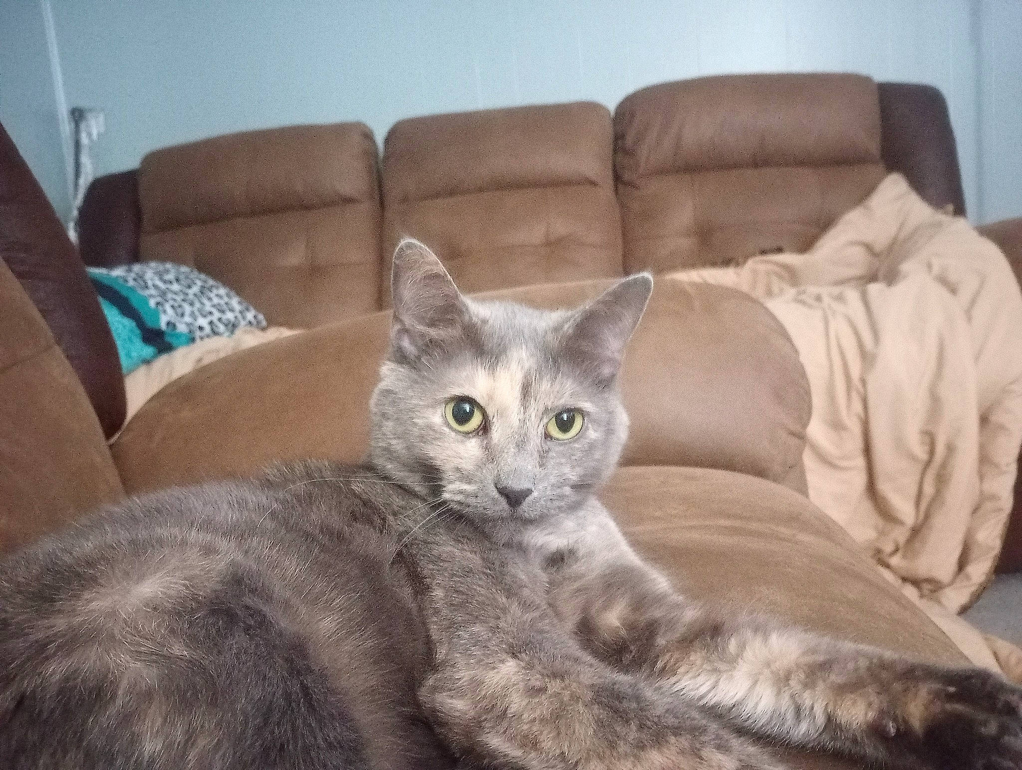 Kitty is registered to the contest to win money with this photo: carnivore, cat, cat_supply, comfort, couch, domestic_short_haired_cat, fawn, felidae, fur, furniture, grey, living_room, russian_blue, sitting, small_to_medium_sized_cats, snout, tail, terrestrial_animal, throw_pillow, whiskers