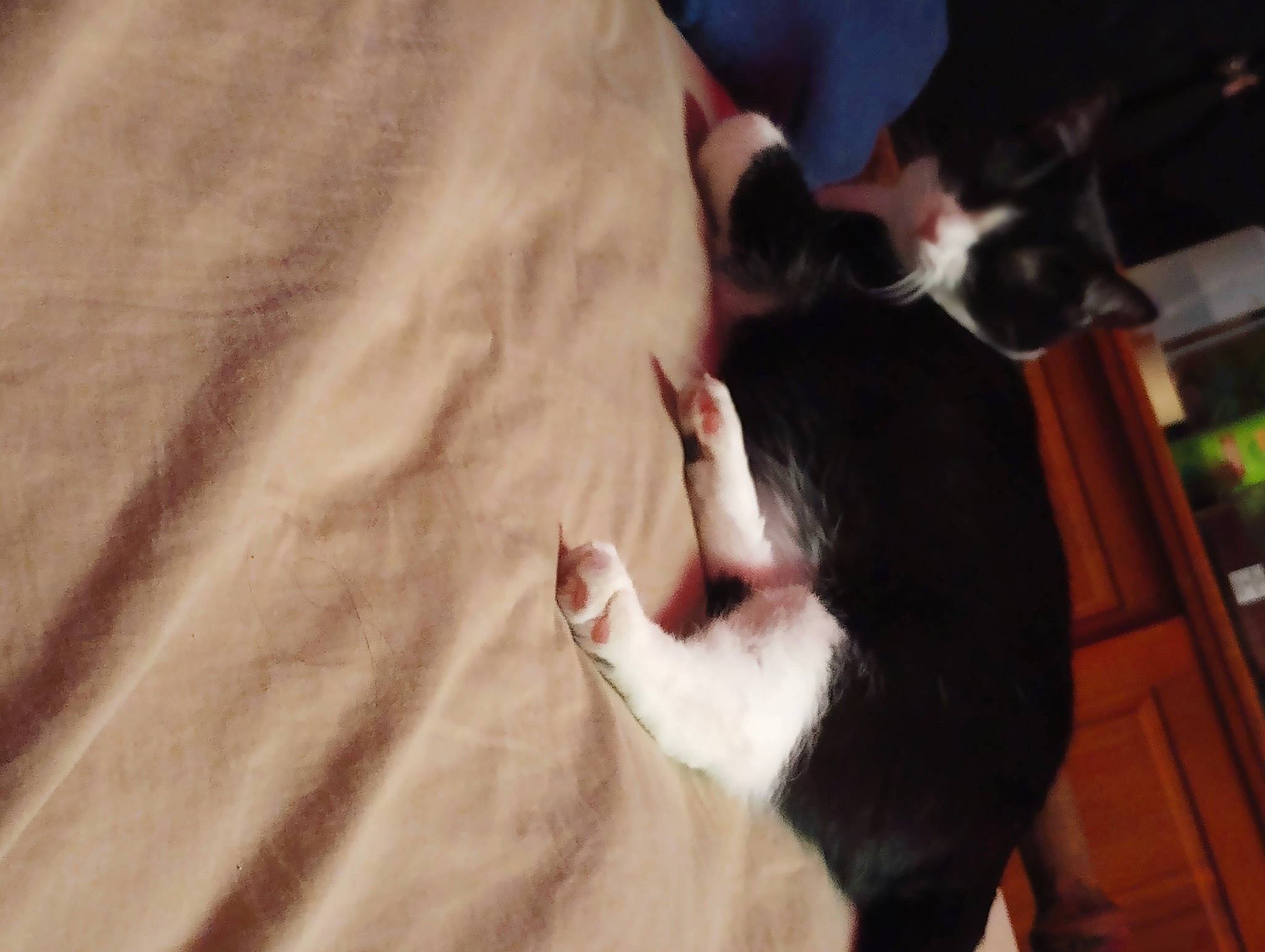 Jackrabbit is registered to the contest to win money with this photo: carnivore, cat, comfort, companion_dog, dog_breed, domestic_short_haired_cat, ear, fawn, felidae, foot, fur, gesture, hardwood, human_leg, paw, small_to_medium_sized_cats, snout, tail, whiskers, wood