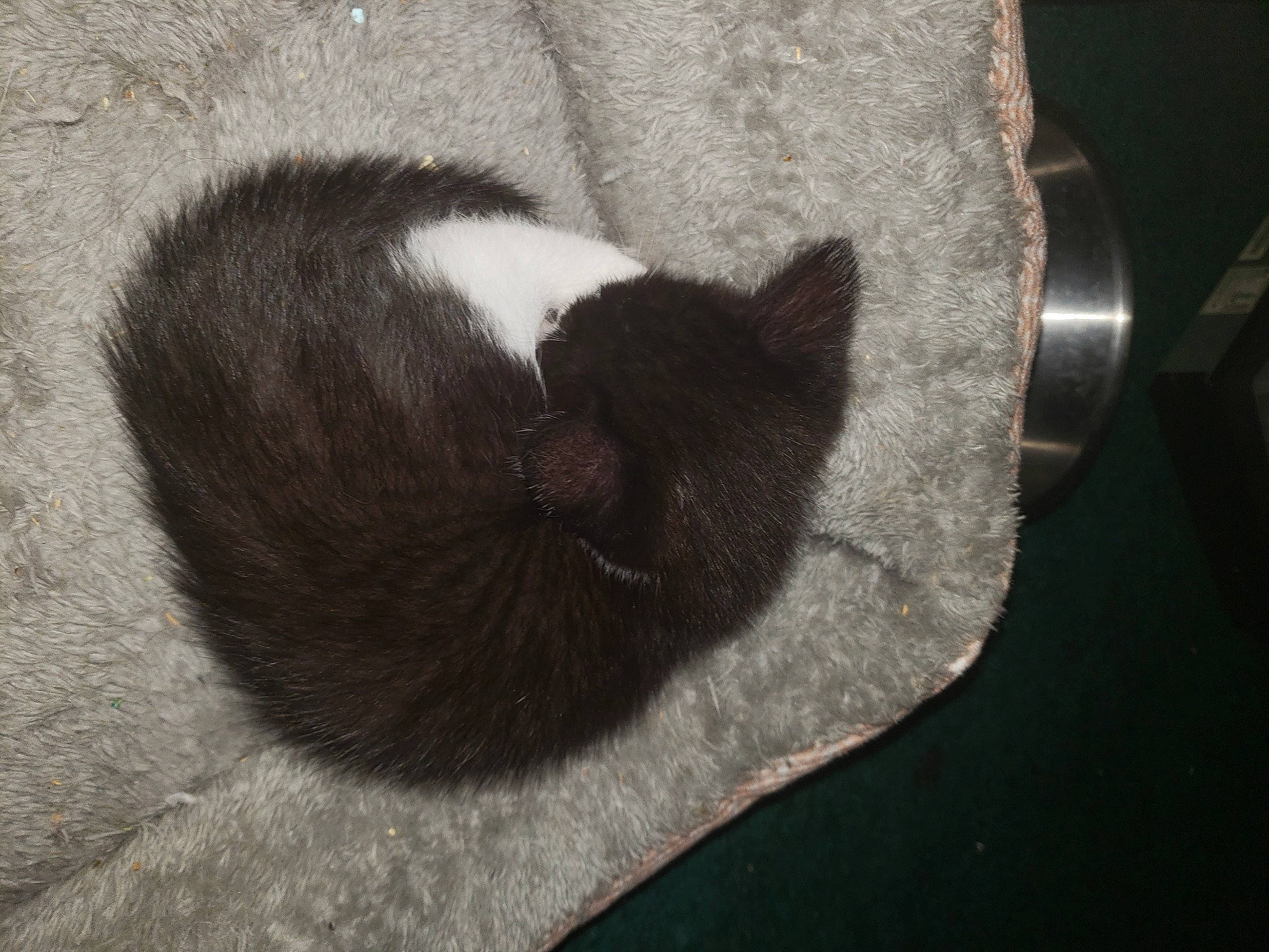 Jackrabbit joined the competition — help win amazing prizes! black_cat, carnivore, cat, claw, comfort, domestic_short_haired_cat, felidae, flooring, fur, grey, linens, monochrome, nap, paw, small_to_medium_sized_cats, snout, tail, terrestrial_animal, whiskers, wood