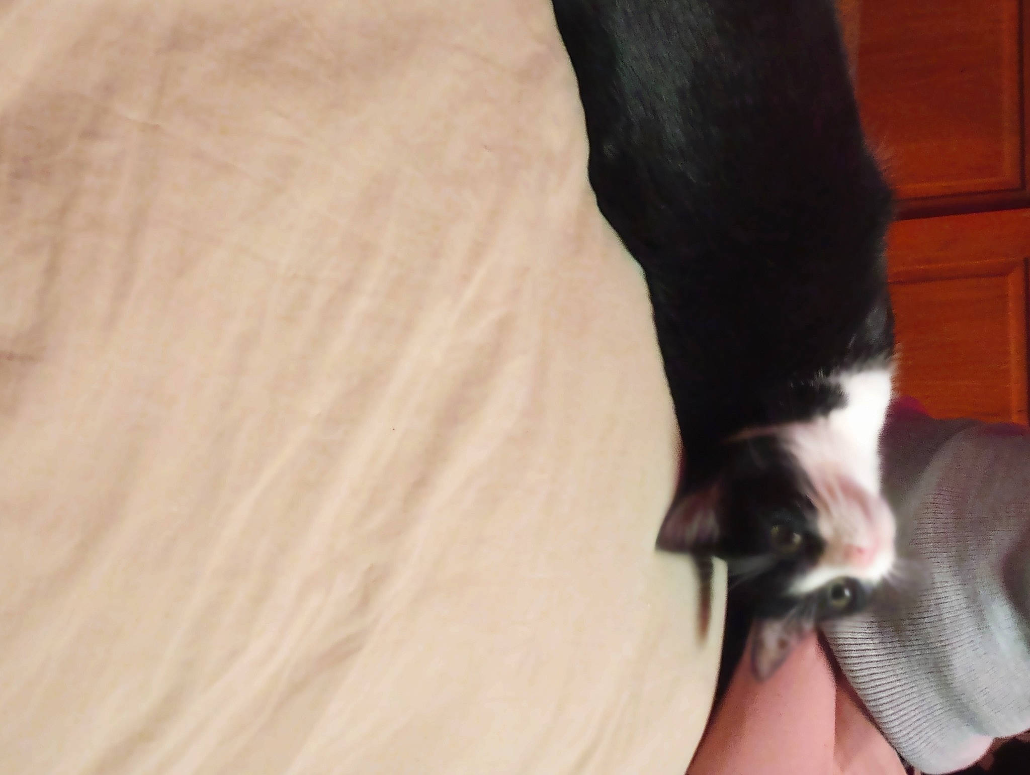 Jackrabbit joined the competition — help win amazing prizes! arm, carnivore, comfort, companion_dog, dog_breed, dress, elbow, felidae, foot, gesture, hardwood, human_body, human_leg, knee, small_to_medium_sized_cats, snout, thigh, whiskers, wood, wrist