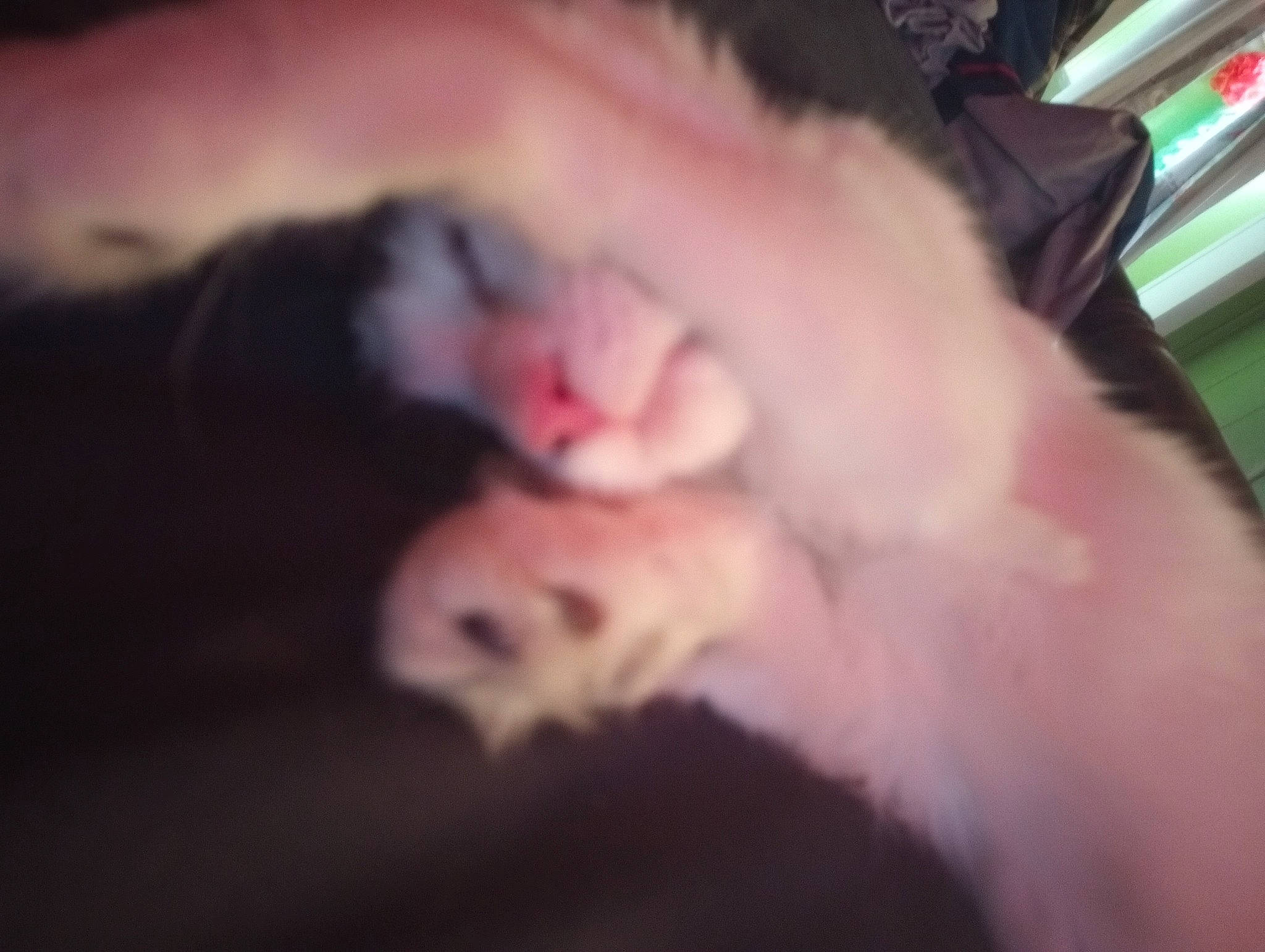 Girl is registered to the contest to win money with this photo: canidae, carnivore, cat, claw, comfort, companion_dog, dog_breed, ear, fang, fawn, felidae, fur, jaw, paw, small_to_medium_sized_cats, snout, sporting_group, tail, whiskers, yawn