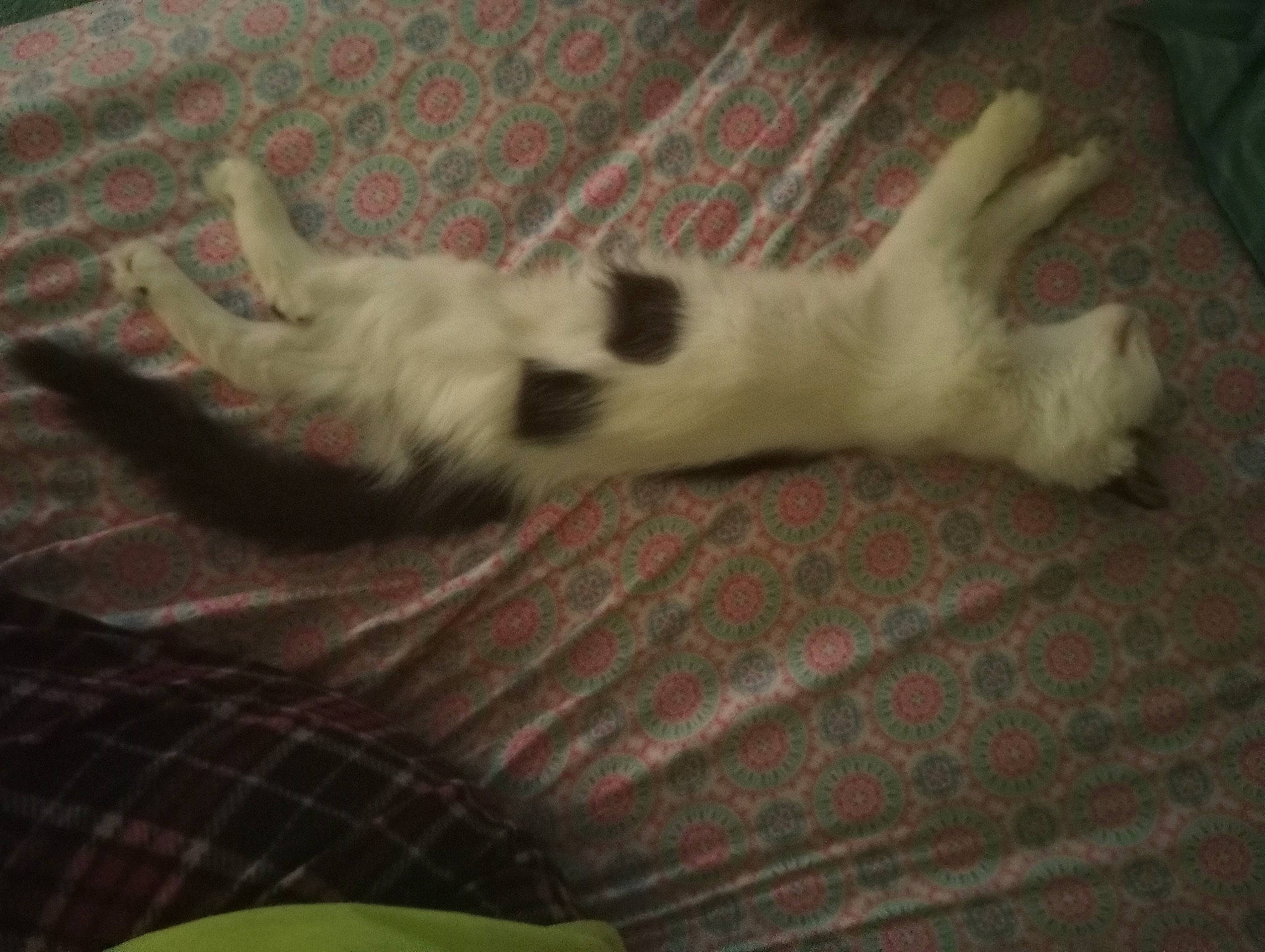 Girl is registered to the contest to win money with this photo: canidae, carnivore, cat, comfort, companion_dog, dog_breed, fawn, felidae, flooring, fur, paw, small_to_medium_sized_cats, snout, sporting_group, tail, terrestrial_animal, whiskers, wood