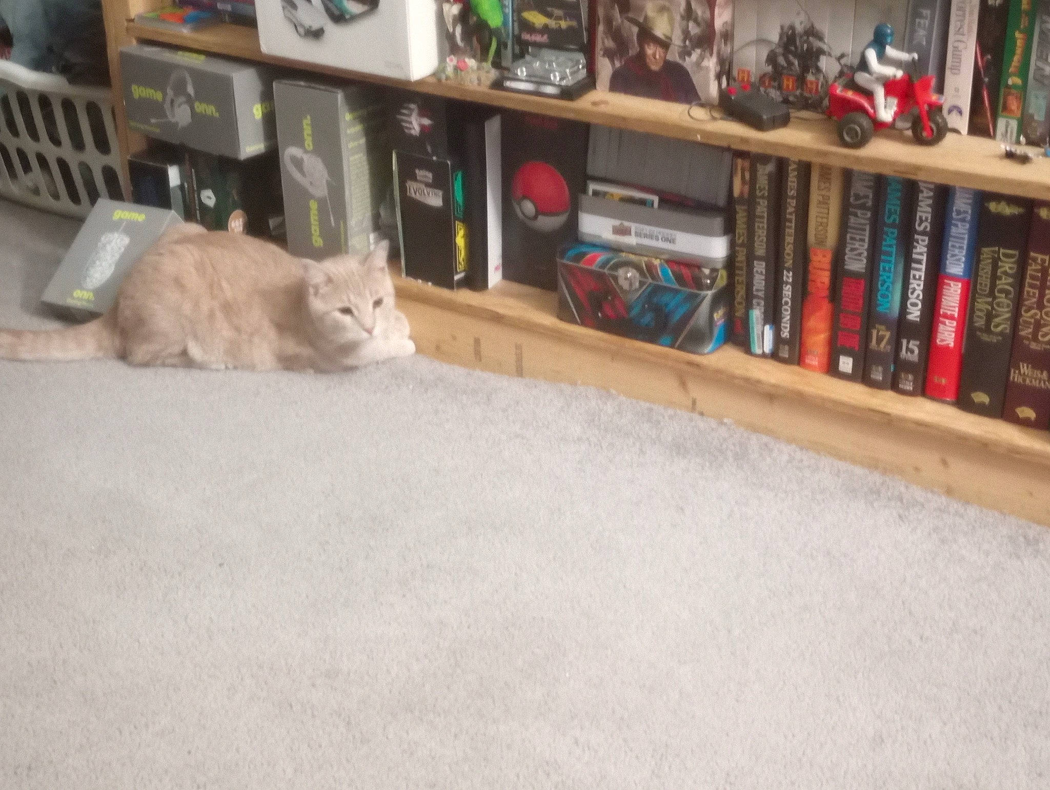 Baby joined the competition — help win amazing prizes! book, bookcase, carnivore, cat, comfort, domestic_short_haired_cat, felidae, floor, flooring, fur, hardwood, publication, room, shelf, shelving, small_to_medium_sized_cats, varnish, whiskers, wood, wood_stain