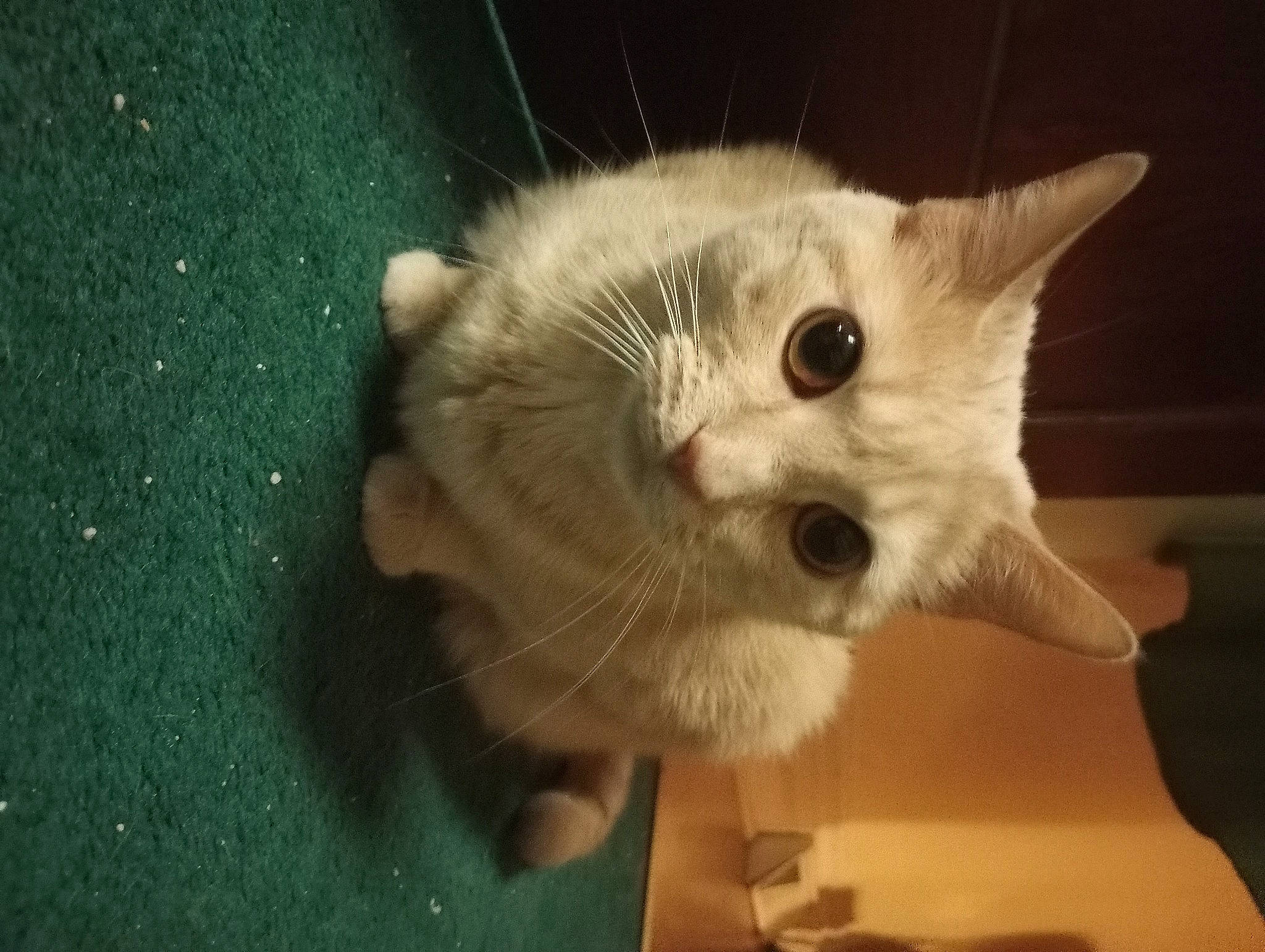 Baby joined the competition — help win amazing prizes! carnivore, cat, claw, domestic_short_haired_cat, ear, fawn, felidae, fur, musical_instrument, paw, small_to_medium_sized_cats, snout, tail, whiskers