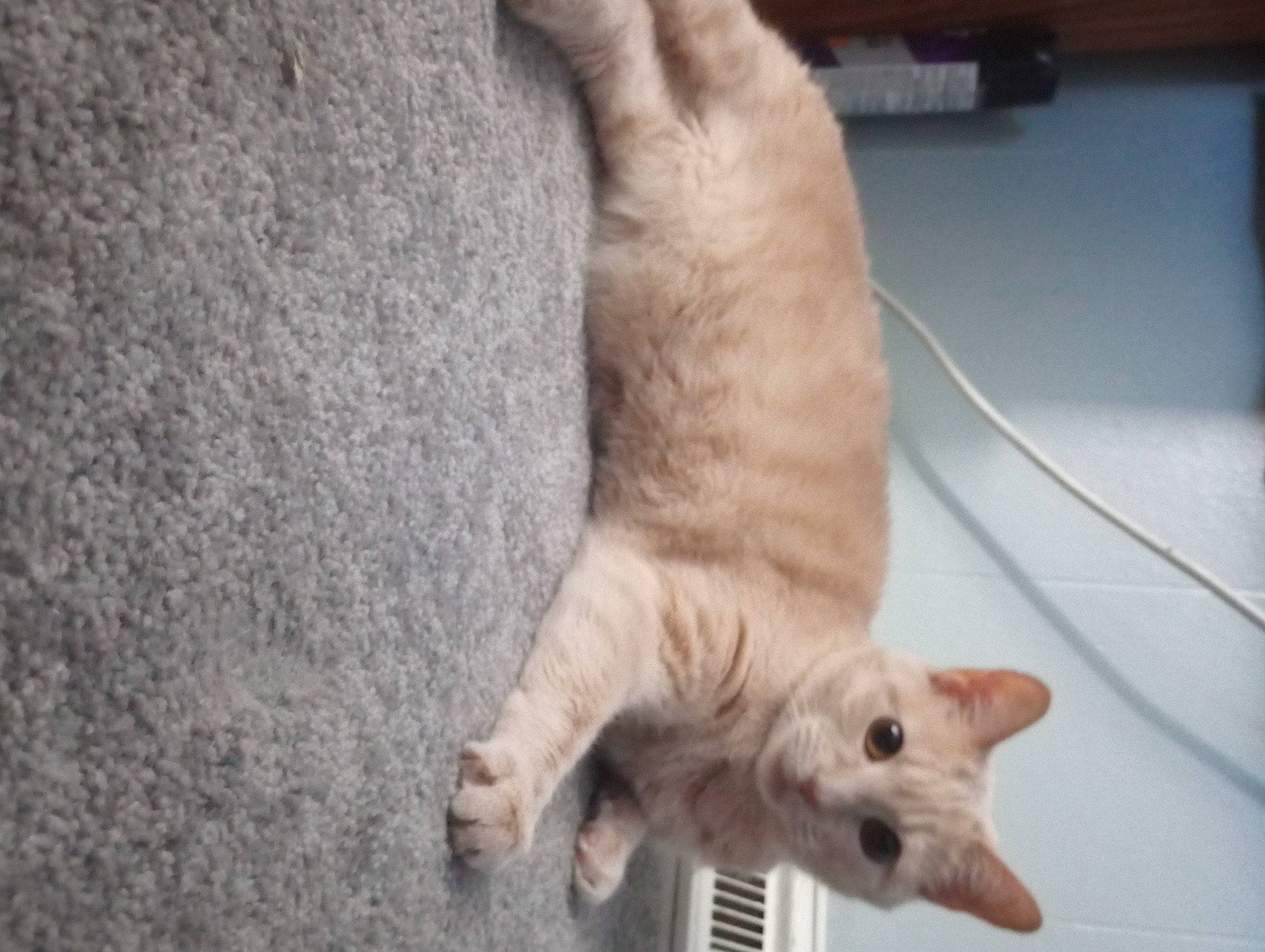 Baby is registered to the contest to win money with this photo: canidae, carnivore, cat, claw, computer_keyboard, dog_breed, domestic_short_haired_cat, fawn, felidae, flooring, foot, fur, paw, small_to_medium_sized_cats, snout, tail, terrestrial_animal, whiskers, wood