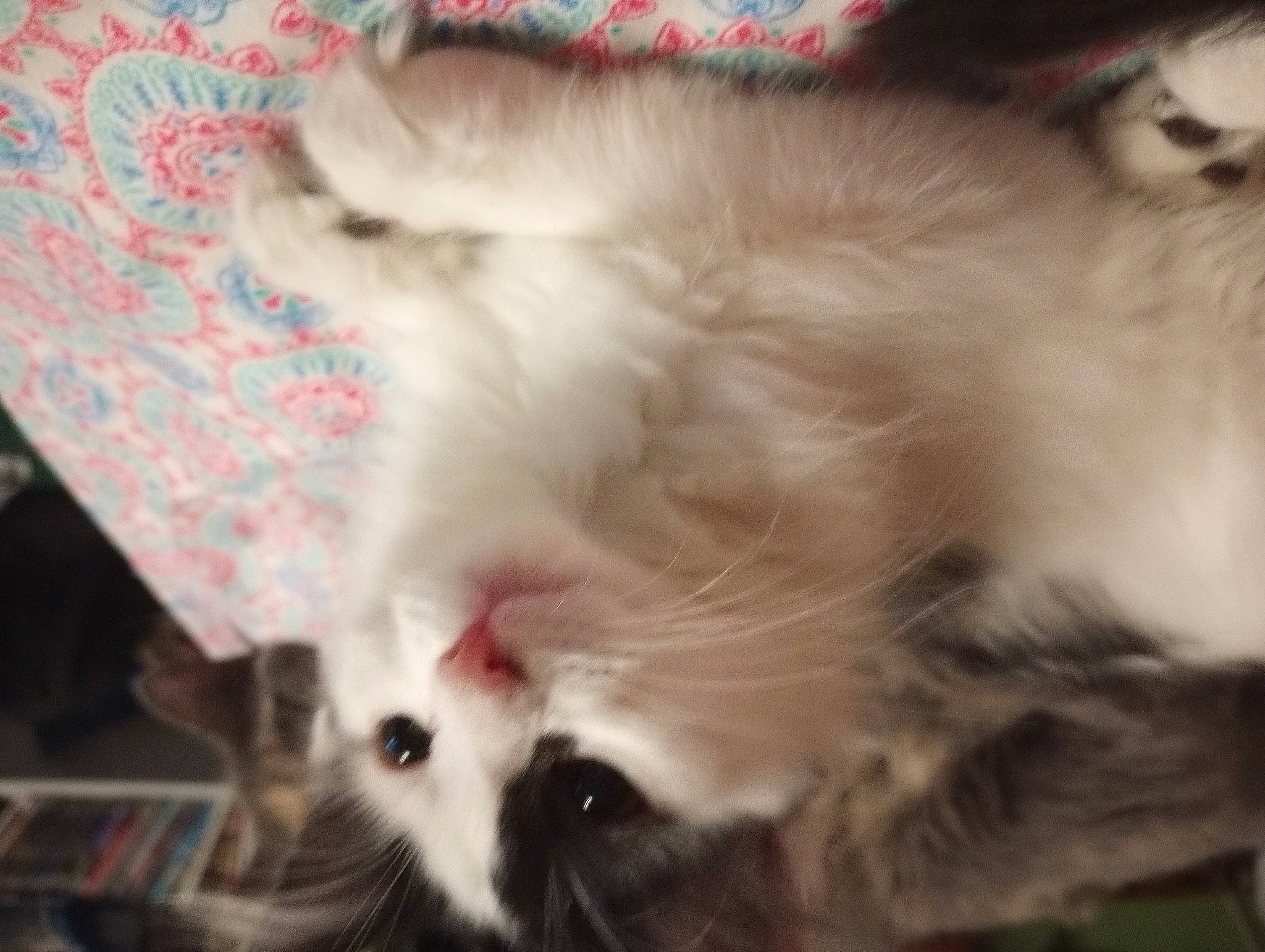 Gurl joined the competition — help win amazing prizes! carnivore, cat, claw, comfort, domestic_short_haired_cat, ear, felidae, fur, paw, small_to_medium_sized_cats, snout, tail, whiskers