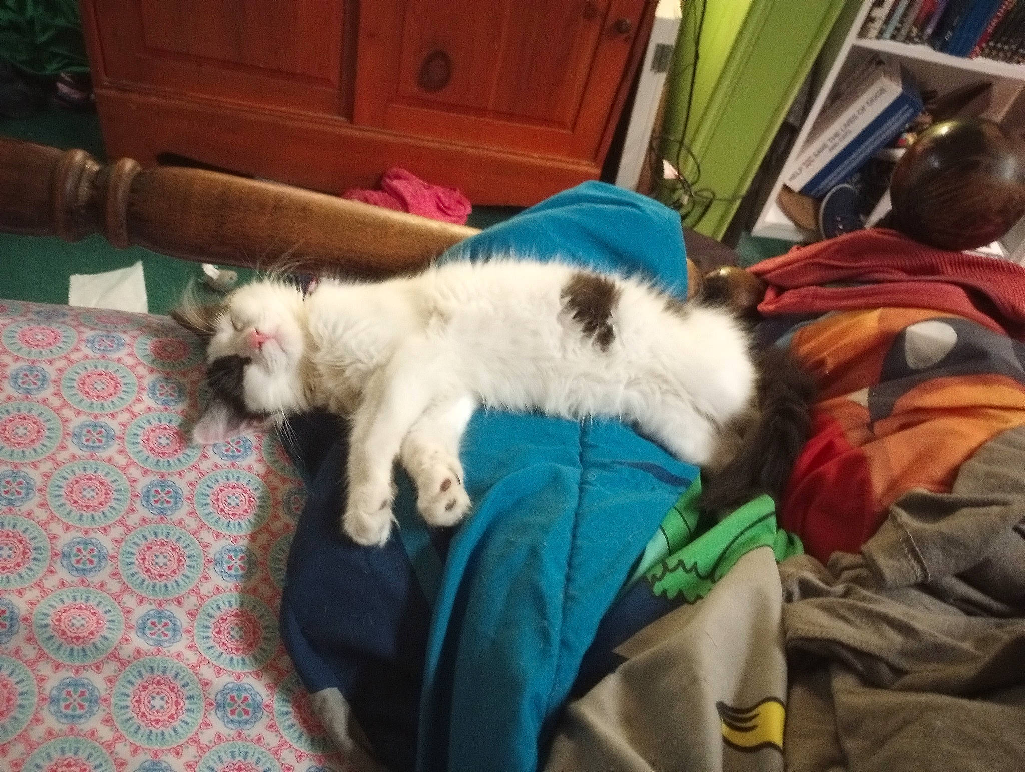 Gurl joined the competition — help win amazing prizes! cabinetry, canidae, carnivore, cat, comfort, companion_dog, dog_breed, drawer, felidae, flooring, fur, hardwood, lap, paw, room, small_to_medium_sized_cats, sporting_group, tail, whiskers, wood