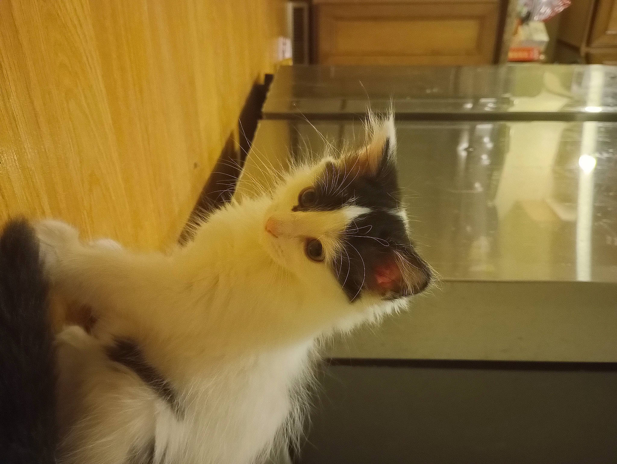 Gurl joined the competition — help win amazing prizes! animal_shelter, canidae, carnivore, cat, claw, domestic_short_haired_cat, eye, fang, fawn, felidae, fur, paw, small_to_medium_sized_cats, tail, terrestrial_animal, whiskers