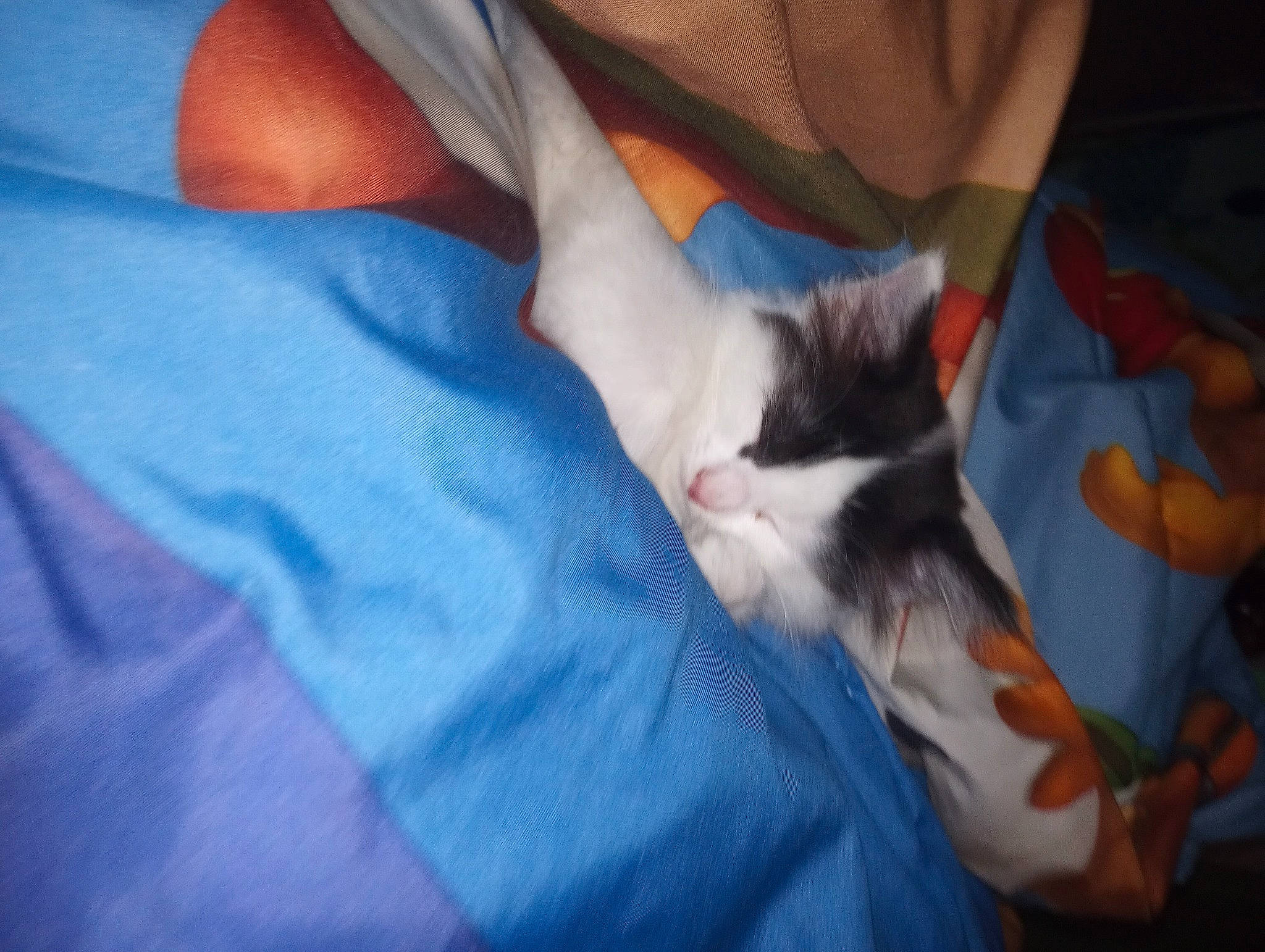 Gurl is registered to the contest to win money with this photo: carnivore, cat, claw, comfort, companion_dog, domestic_short_haired_cat, elbow, electric_blue, felidae, foot, fur, gesture, human_leg, lap, nail, paw, small_to_medium_sized_cats, tail, thigh, whiskers