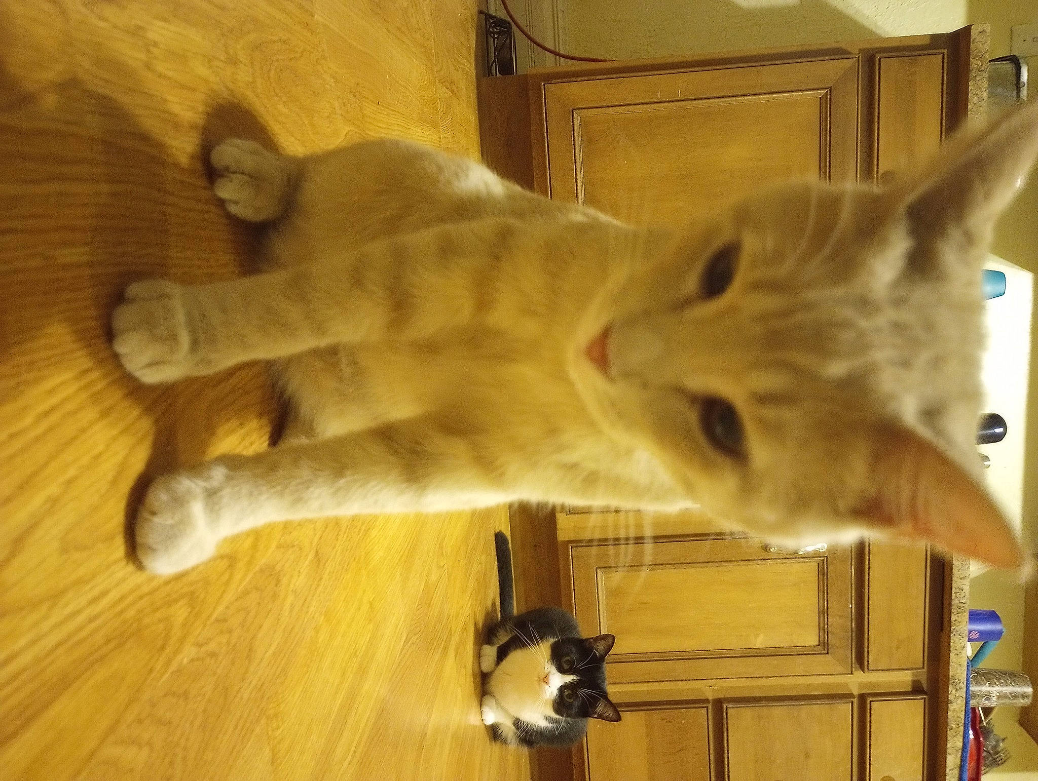 Honey Buns is registered to the contest to win money with this photo: carnivore, cat, domestic_short_haired_cat, door, fawn, felidae, flooring, fur, hardwood, laminate_flooring, mammal, room, small_to_medium_sized_cats, snout, tail, vertebrate, whiskers, wood, wood_flooring, wood_stain