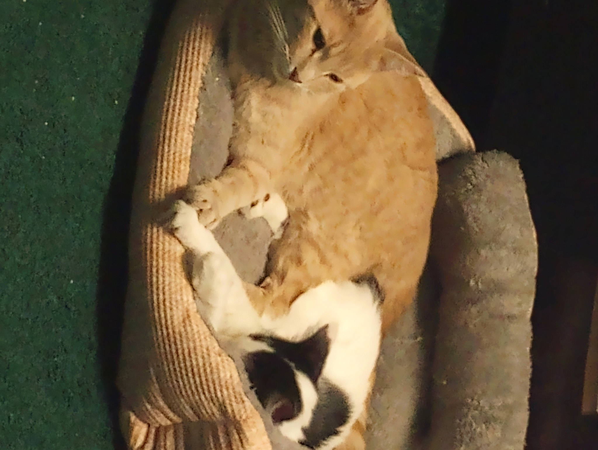 Honey Buns joined the competition — help win amazing prizes! art, big_cats, bone, carnivore, cat, claw, domestic_short_haired_cat, fawn, felidae, fur, jaw, paw, sculpture, small_to_medium_sized_cats, snout, tail, terrestrial_animal, whiskers, wildlife, wood