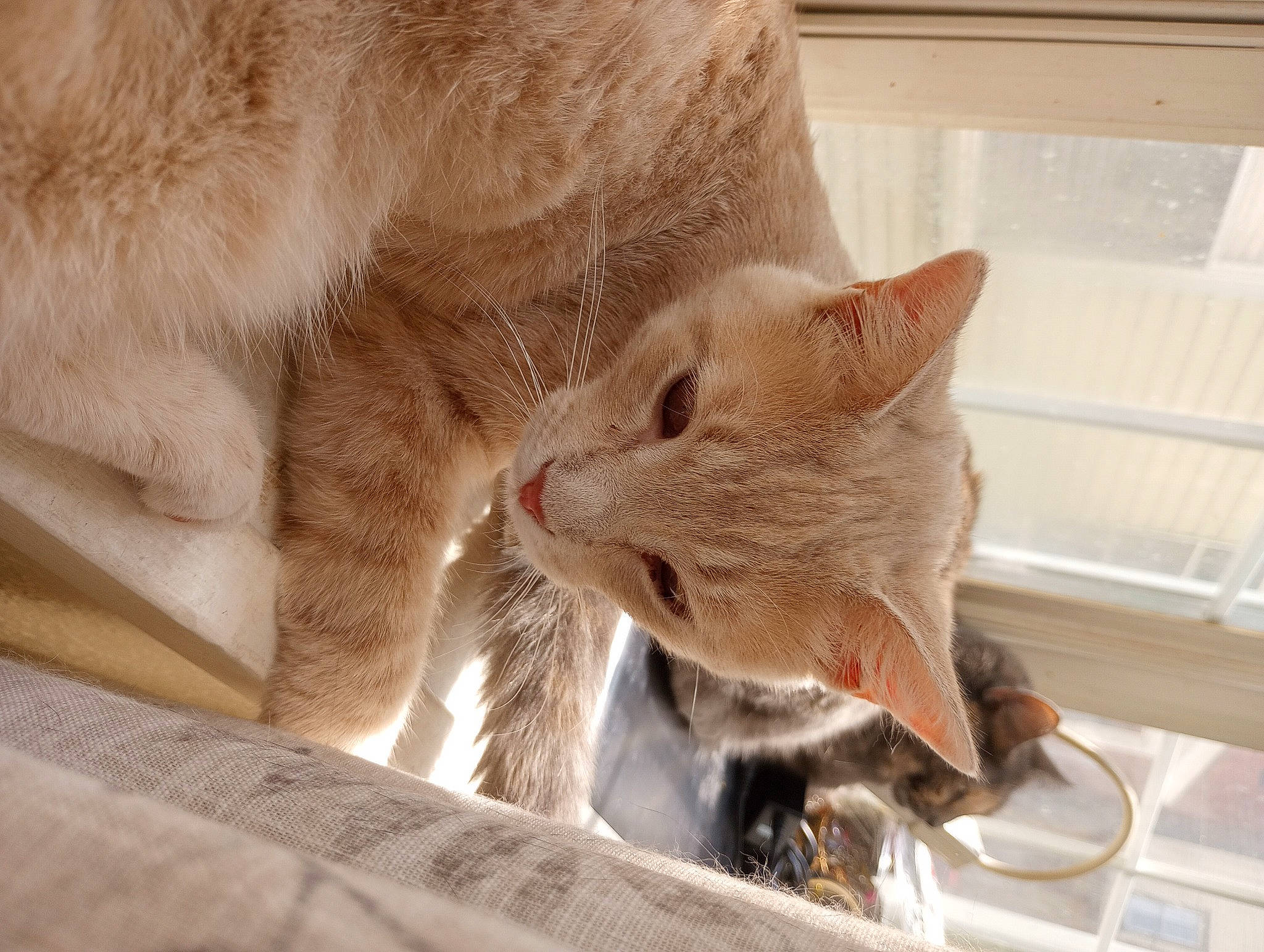 Honey Buns is registered to the contest to win money with this photo: box, carnivore, cat, cat_supply, claw, comfort, devon_rex, domestic_short_haired_cat, fawn, felidae, fur, paw, pet_supply, small_to_medium_sized_cats, snout, whiskers