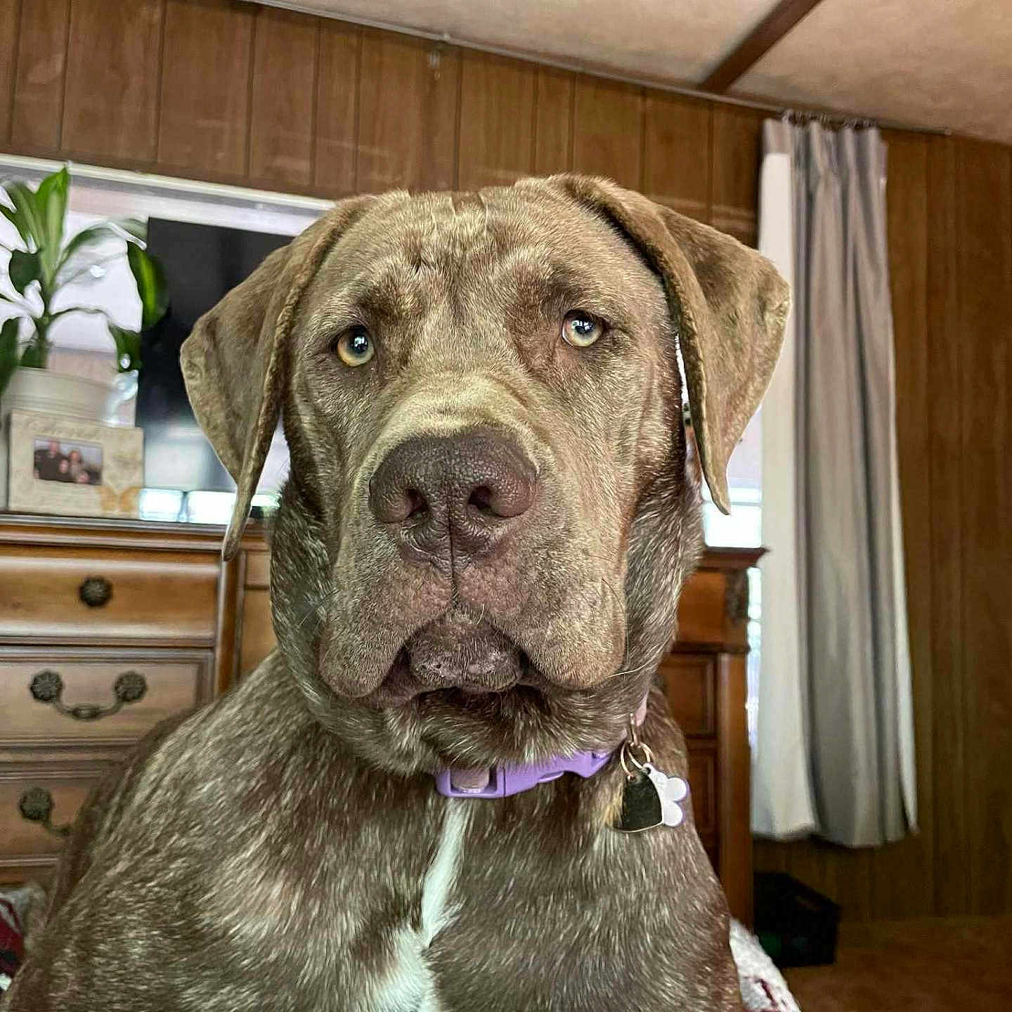 Ginger joined the competition — help win amazing prizes! blanket, brown_dog, canine, close_up, collar, curtains, dog, domestic_animal, dresser, floor, furniture, houseplant, indoor, large_dog, looking_at_camera, pet, plant, portrait, tag, wood_paneling