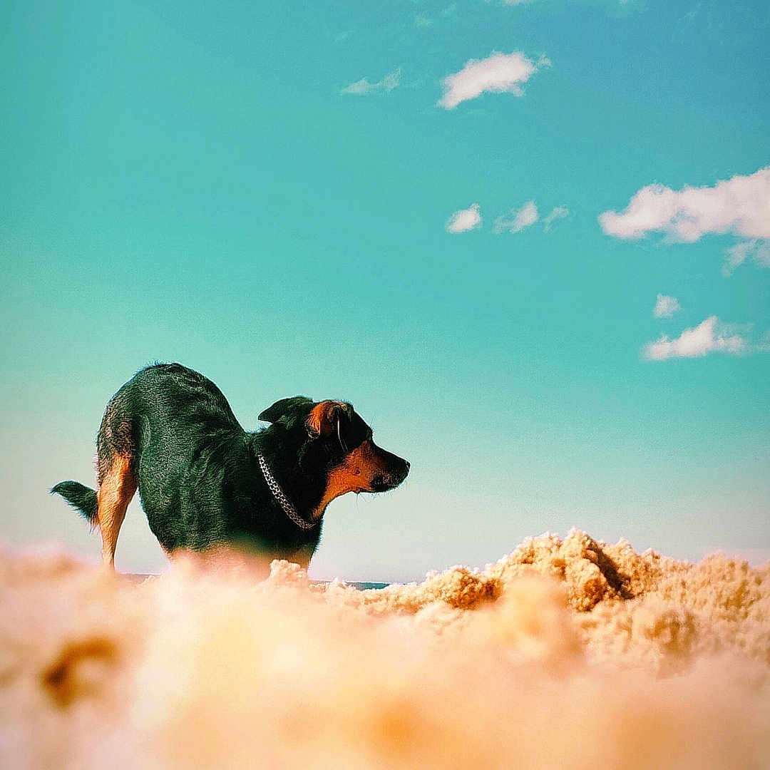Perle participe au concours pour gagner de l'argent avec cette photo : animal, ball, beach, canine, cloud, coast, dog, germanshepherd, hound, nature, outdoors, pet, photography, puppy, rock, sea, shoreline, sky, sport, water