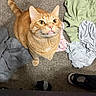 animal, carpet, cat, clothing, curious, cute, domestic, feline, floor, indoor, looking_up, mammal, messy_room, orange_tabby, pet, portrait, sneaker, soft_lighting, tail, whiskers