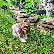 Moca Latte joined the competition — help win amazing prizes! dog, dogs, small_dog, shaggy_dog, long_hair, brown_and_white, black_and_white, outdoor, garden, grass, plants, stone_steps, stone_wall, statues, umbrella, trees, greenery, pet, happy, portrait